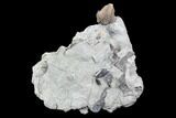 Flexicalymene senaria Trilobite - Ontario #107506-1